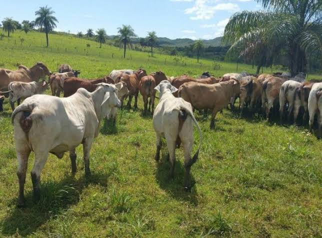 Incrementa el robo de ganado  en Jonuta