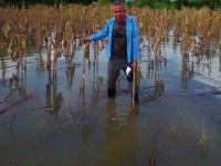 Más de 600 hectáreas  de maíz están inundadas