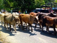 Movilizan más de 15 mil reses a las zonas altas