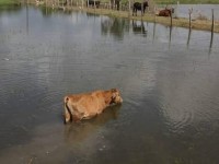 Hectáreas de cultivos y pastizales son afectadas