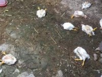 Mortandad de aves de corral deja la creciente