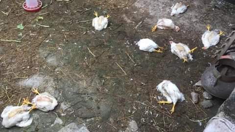 Mortandad de aves de corral deja la creciente