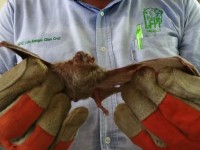 Realizarán operativo captura  de murciélagos hematófagos