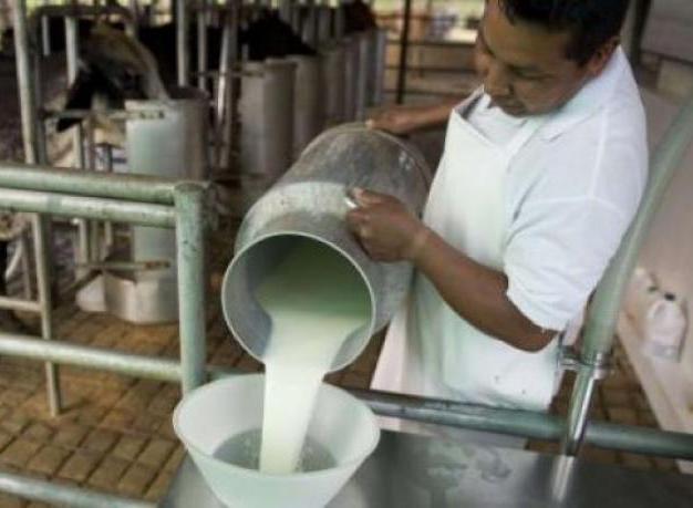 Producción lechera en caída libre en el campo