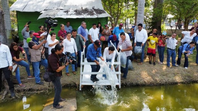 Liberan 200 mil crías de tilapia en La Encantada