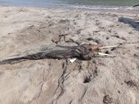 Aparece delfín muerto en  la orilla de playa en Paraíso