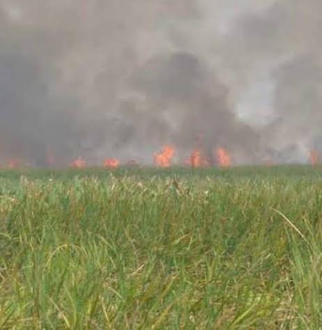 4 días ardiendo los Pantanos de Centla