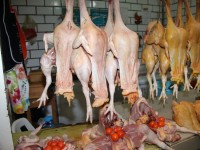 Se desploma la venta de pollos  y gallinas en el Pino Suárez