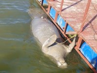 Muere otro manatí en las aguas del Usumacinta