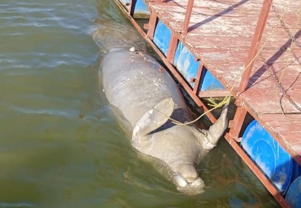 Muere otro manatí en las aguas del Usumacinta