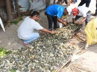 Prohíben comer ostión  crudo o al tapesco: Salud