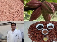 Investigador de la UJAT estudia el proceso de la fermentación del cacao