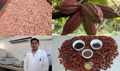 Investigador de la UJAT estudia el proceso de la fermentación del cacao