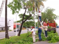 Inicia Centro prueba operativa de poda de árboles que representan riesgos