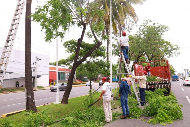 Inicia Centro prueba operativa de poda de árboles que representan riesgos