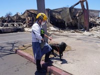 Perritos rastreadores de cadáveres, clave en los incendios en Hawái