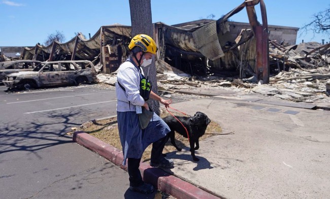 Perritos rastreadores de cadáveres, clave en los incendios en Hawái