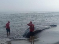 Muere ballena jorobada en la costa de Cárdenas