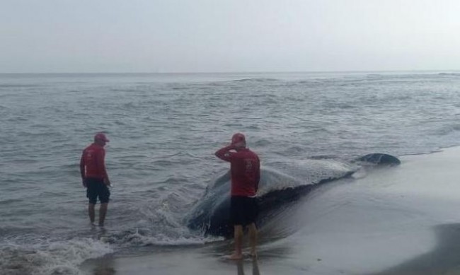 Muere ballena jorobada en la costa de Cárdenas