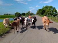 Movilizan más de 2 mil reses  por crecida del río Usumacinta