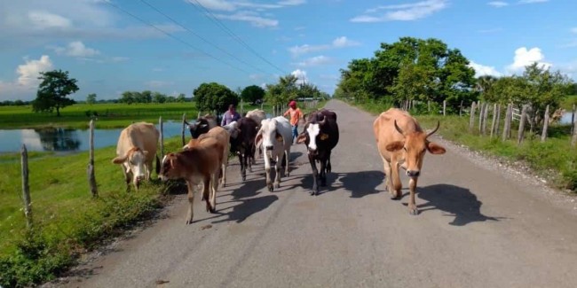 Movilizan más de 2 mil reses  por crecida del río Usumacinta