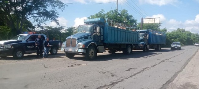 Operativo de vigilancia en apoyo a los productores locales de ganado bovino