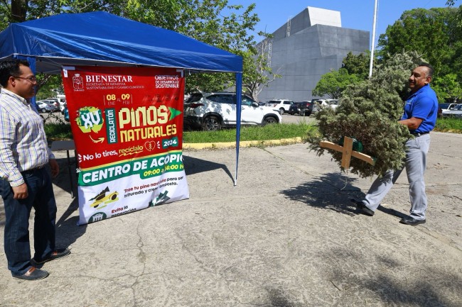 Inicia recolección de pinos naturales