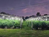 Descubren un vivero narco del tamaño de ocho canchas de fútbol