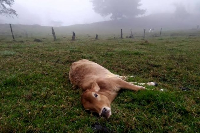 Muere ganado por neumonía