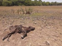 Fuerte sequía azotará al campo,  afectará al ganado y agricultura