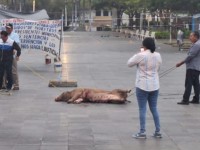 Matan huelguistas un cerdo en Plaza de Armas