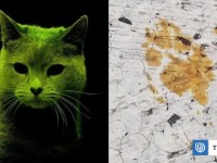 Busca Japón a un “gato radiactivo”