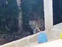 Captan deambulando a solitario Tigre de Bengala