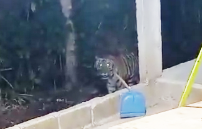 Captan deambulando a solitario Tigre de Bengala