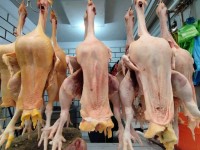 Confían expendedores de pollos que aumenten 70% sus ventas