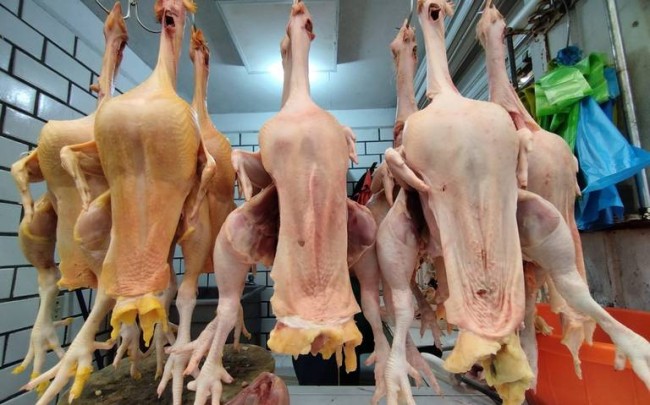 Confían expendedores de pollos que aumenten 70% sus ventas