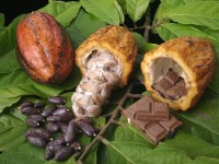 Declaran al “Cacao” Patrimonio Cultural Inmaterial de Tabasco