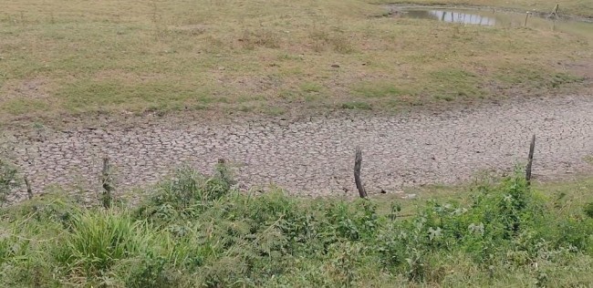 Muere ganado en Jonuta por sequía