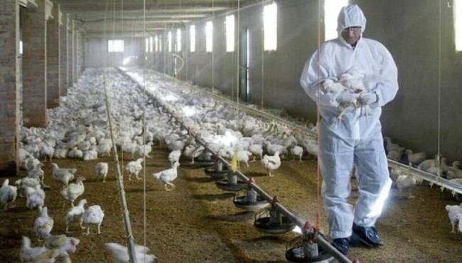 Primera muerte por gripe aviar H5N2 en México