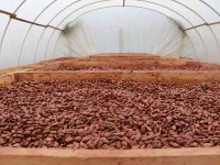Gestionan 120 mdp para los cacaoteros