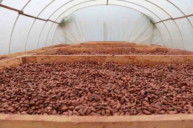 Gestionan 120 mdp para los cacaoteros