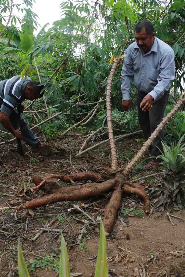Gestionan planta procesadora de yuca