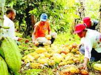 A la alza producción de cacao