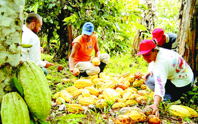 A la alza producción de cacao