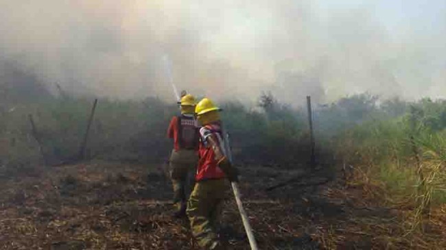 Siniestradas 40 hectáreas de popal por tres incendios