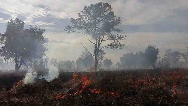 Siniestradas más de 3 mil hectáreas forestales
