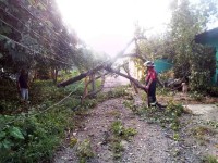 Sólo daños materiales por caída de árboles