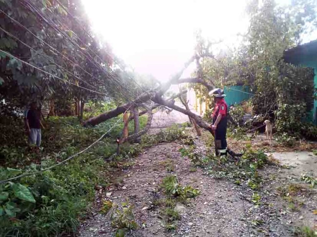 Sólo daños materiales por caída de árboles