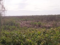 Controlan incendio en  “La Loma” Nacajuca