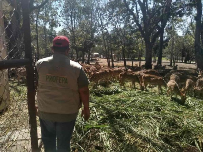 Rescataron a 113 venados de ingenio azucarero embargado